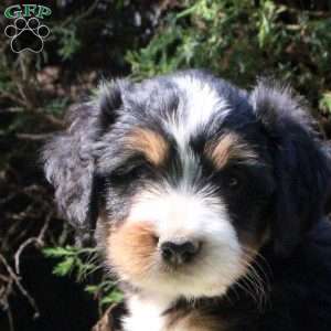Phoebe, Bernedoodle Puppy