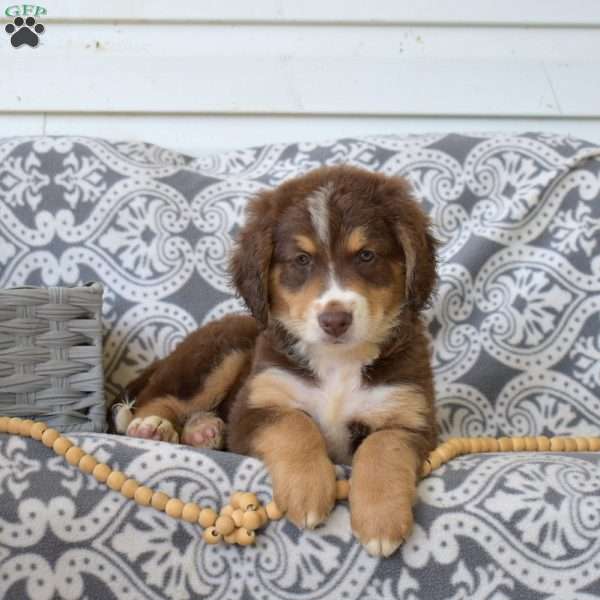 Phoenix, Bernedoodle Puppy