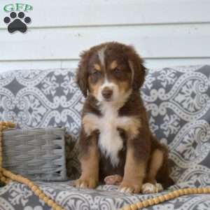 Phoenix, Bernedoodle Puppy