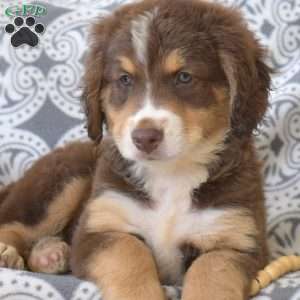 Phoenix, Bernedoodle Puppy