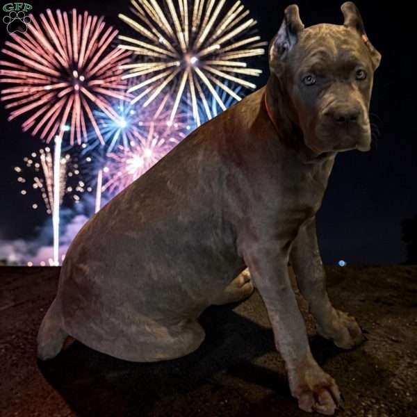 Orange, Cane Corso Puppy