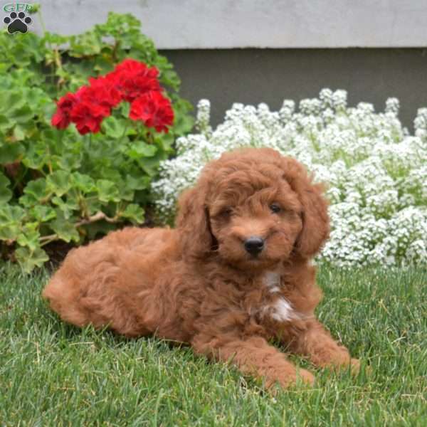 Pickles, Mini Goldendoodle Puppy