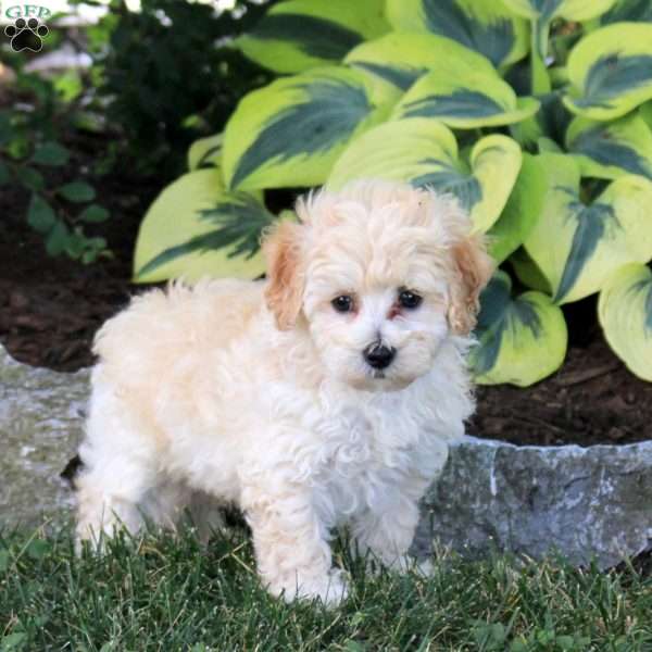 Pickles, Maltipoo Puppy