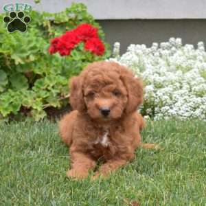 Pickles, Mini Goldendoodle Puppy