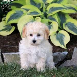 Pickles, Maltipoo Puppy