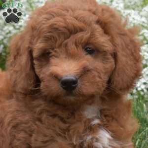 Pickles, Mini Goldendoodle Puppy