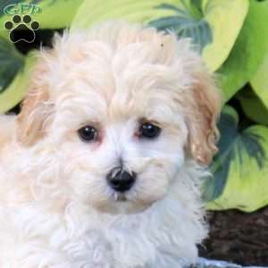 Pickles, Maltipoo Puppy