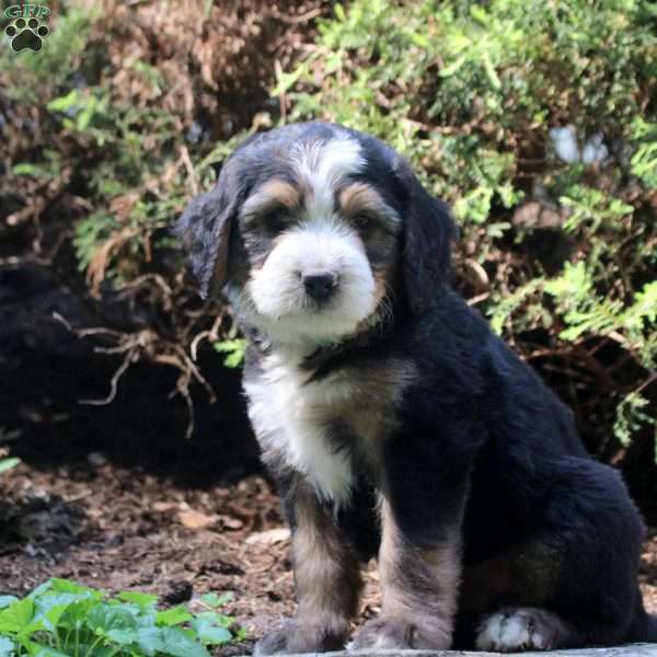 Pierce, Bernedoodle Puppy