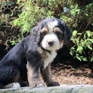 Pierce, Bernedoodle Puppy