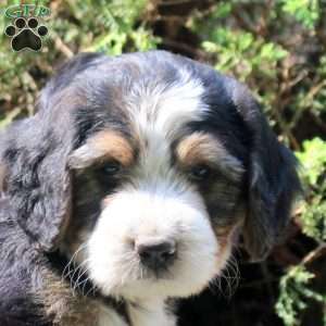 Pierce, Bernedoodle Puppy