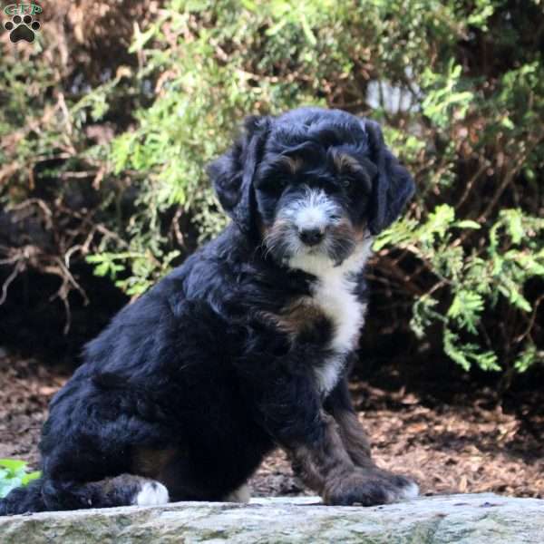 Piper, Bernedoodle Puppy