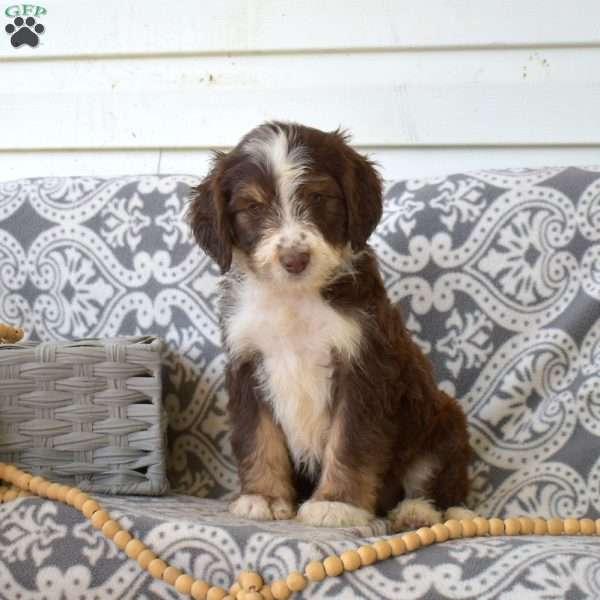 Piper, Bernedoodle Puppy