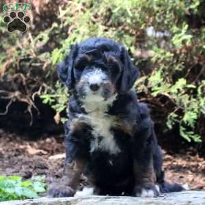 Piper, Bernedoodle Puppy