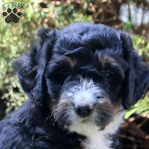 Piper, Bernedoodle Puppy