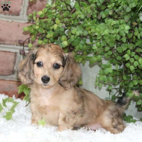 Piper-Mini, Dachshund Puppy