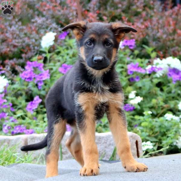 Piper, German Shepherd Puppy