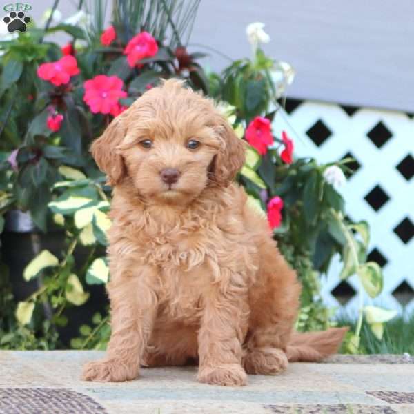 Piper, Mini Goldendoodle Puppy