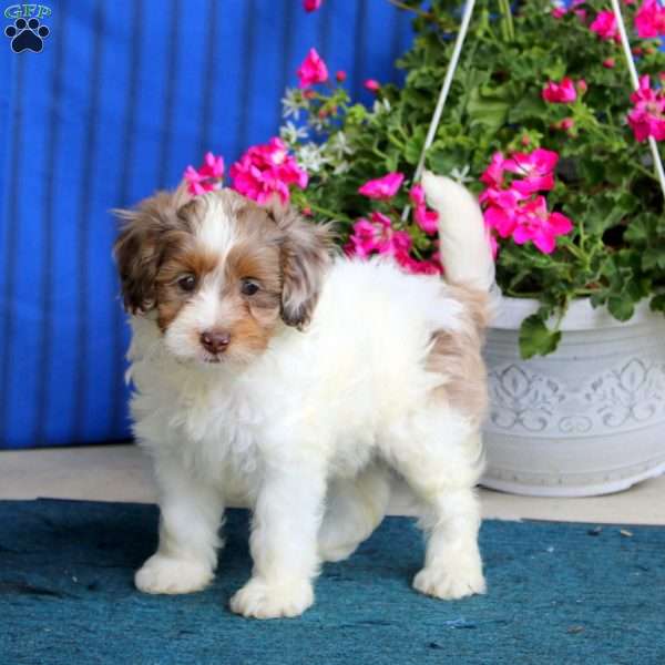 Piper, Cockapoo Puppy