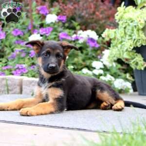 Piper, German Shepherd Puppy