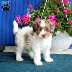 Piper, Cockapoo Puppy