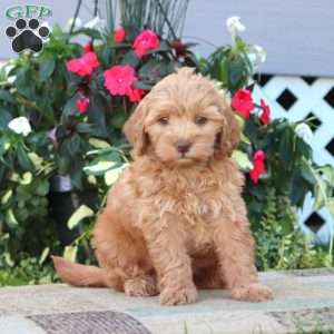 Piper, Mini Goldendoodle Puppy