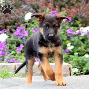 Piper, German Shepherd Puppy
