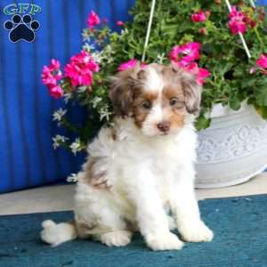 Piper, Cockapoo Puppy
