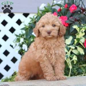 Piper, Mini Goldendoodle Puppy