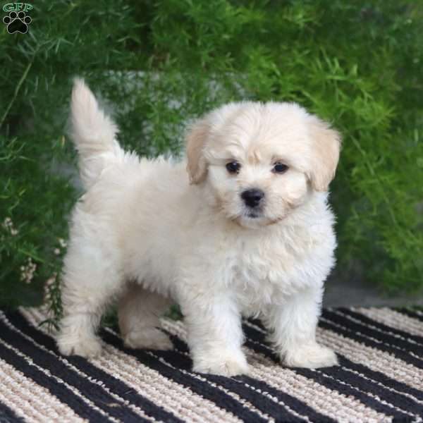 Piper, Bichon Frise Puppy
