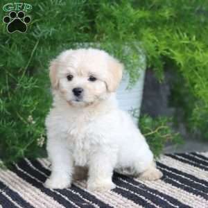 Piper, Bichon Frise Puppy