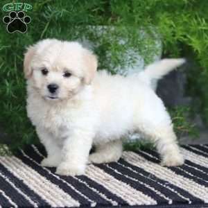 Piper, Bichon Frise Puppy