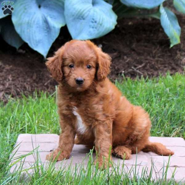 Pippa, Mini Goldendoodle Puppy