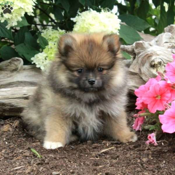 Pippin, Pomeranian Puppy