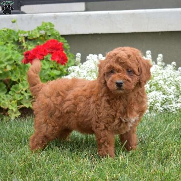 Pita, Mini Goldendoodle Puppy