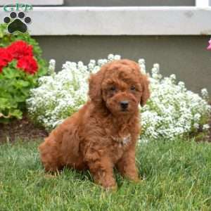 Pita, Mini Goldendoodle Puppy