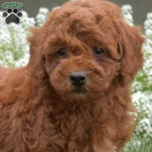 Pita, Mini Goldendoodle Puppy