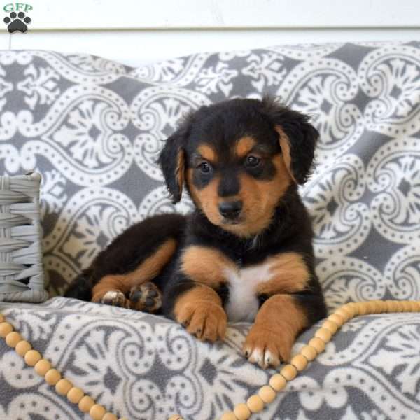 Pixie, Bernedoodle Puppy