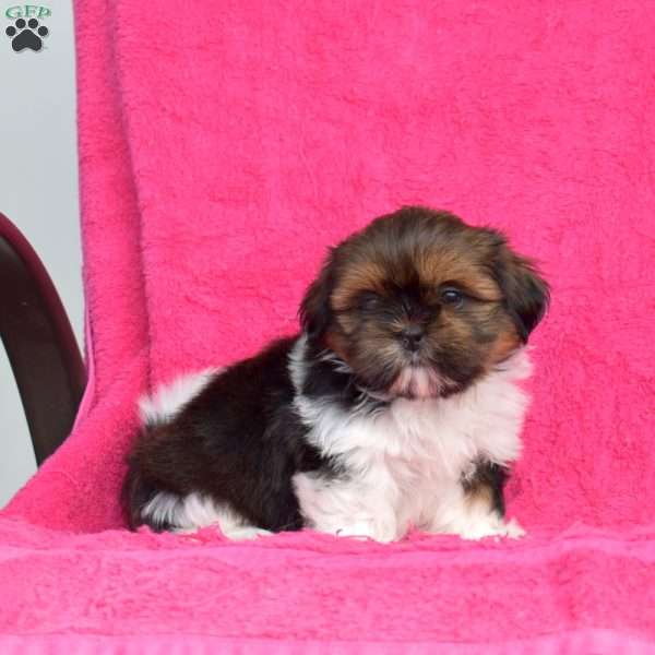 Pixie, Shih Tzu Puppy