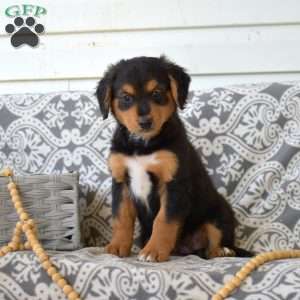 Pixie, Bernedoodle Puppy