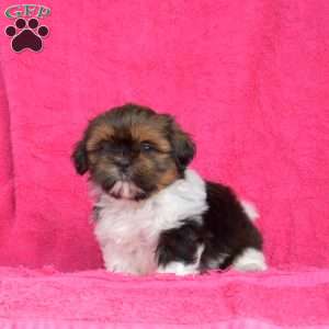 Pixie, Shih Tzu Puppy