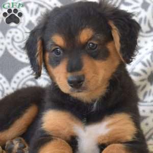 Pixie, Bernedoodle Puppy