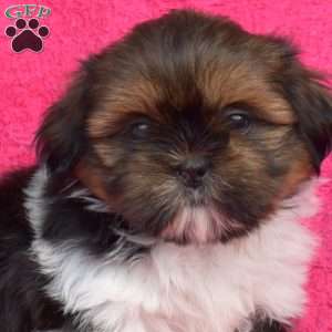 Pixie, Shih Tzu Puppy