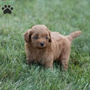 Pixie, Mini Goldendoodle Puppy