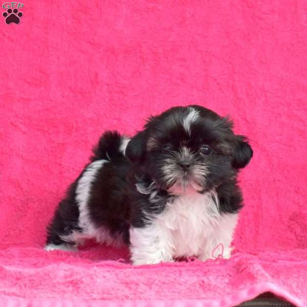Polly, Shih Tzu Puppy