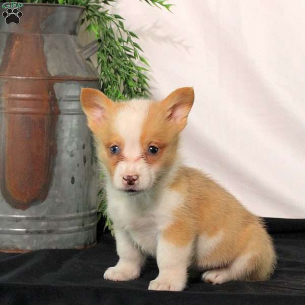 Polly, Pembroke Welsh Corgi Puppy