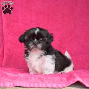 Polly, Shih Tzu Puppy
