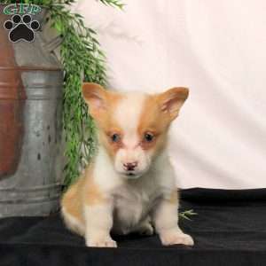 Polly, Pembroke Welsh Corgi Puppy