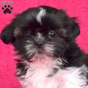 Polly, Shih Tzu Puppy