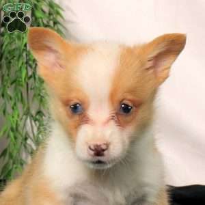 Polly, Pembroke Welsh Corgi Puppy