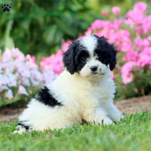 Polly, Cavapoo Puppy